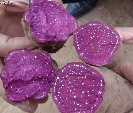 紫薯种植技术如何种植高产紫薯